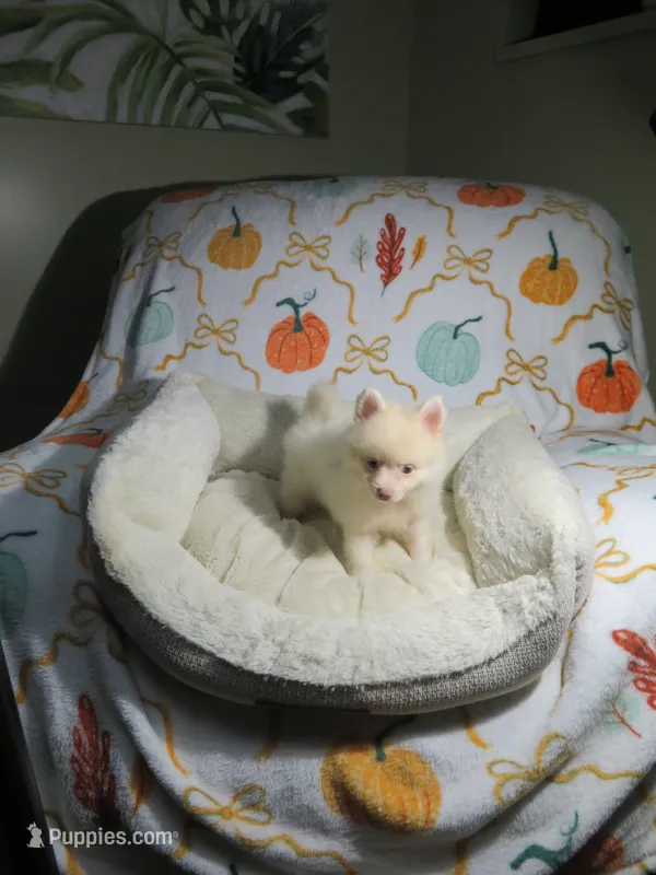 Pomeranian Puppy – Pomeranian puppy for sale in Cookeville, TN