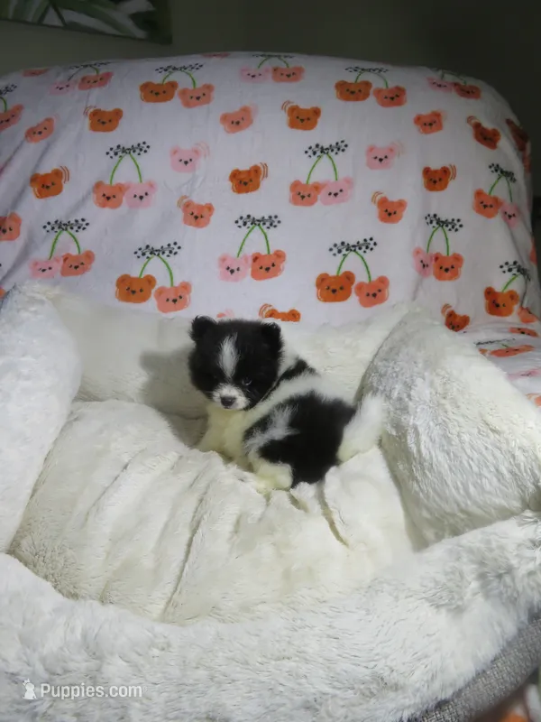 Pomeranian Puppy – Pomeranian puppy for sale in Cookeville, TN