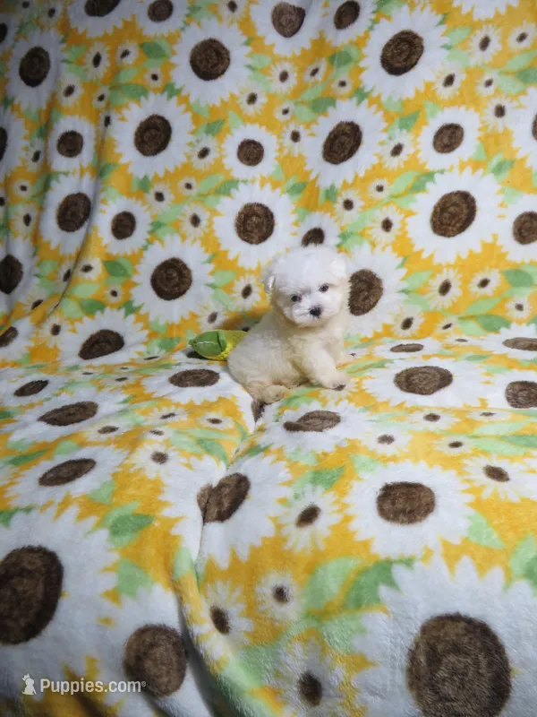 Female Maltese  Puppy – Maltese puppy for sale in Cookeville, TN