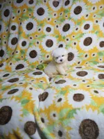 Female Maltese  Puppy, a female Maltese for sale in Cookeville, TN – 1 of 1