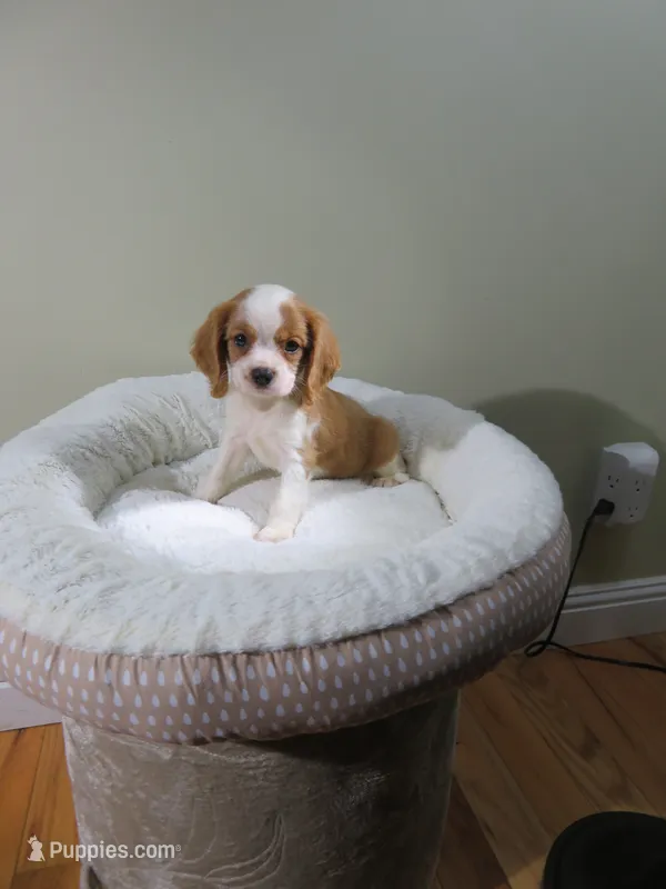 Cavalier King Charles Spaniel  Puppy – Cavalier King Charles Spaniel puppy for sale in Cookeville, TN