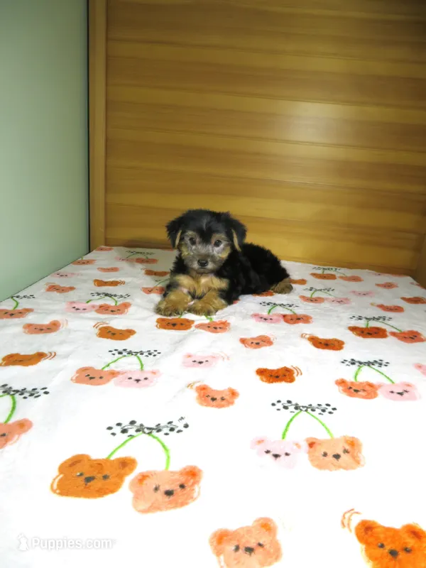 Yorkie Puppy – Yorkshire Terrier puppy for sale in Cookeville, TN