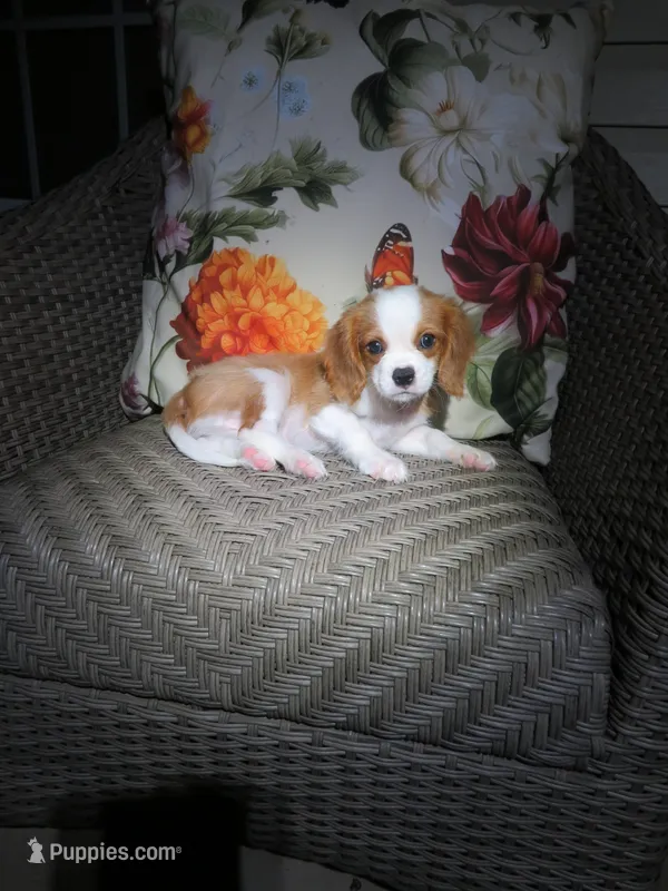 Cavalier King Charles Spaniel  Puppy – Cavalier King Charles Spaniel puppy for sale in Cookeville, TN
