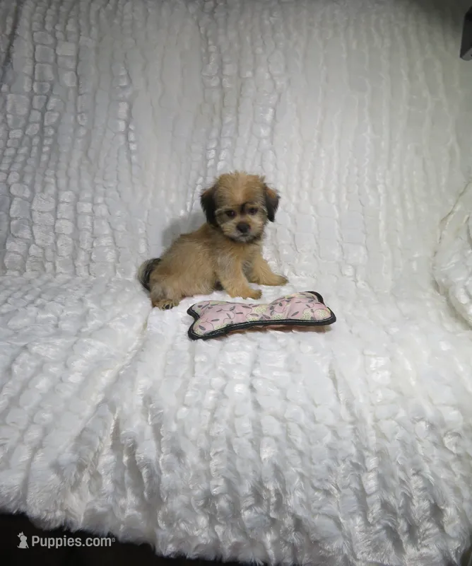 Shorkie Puppy – Shorkie puppy for sale in Cookeville, TN