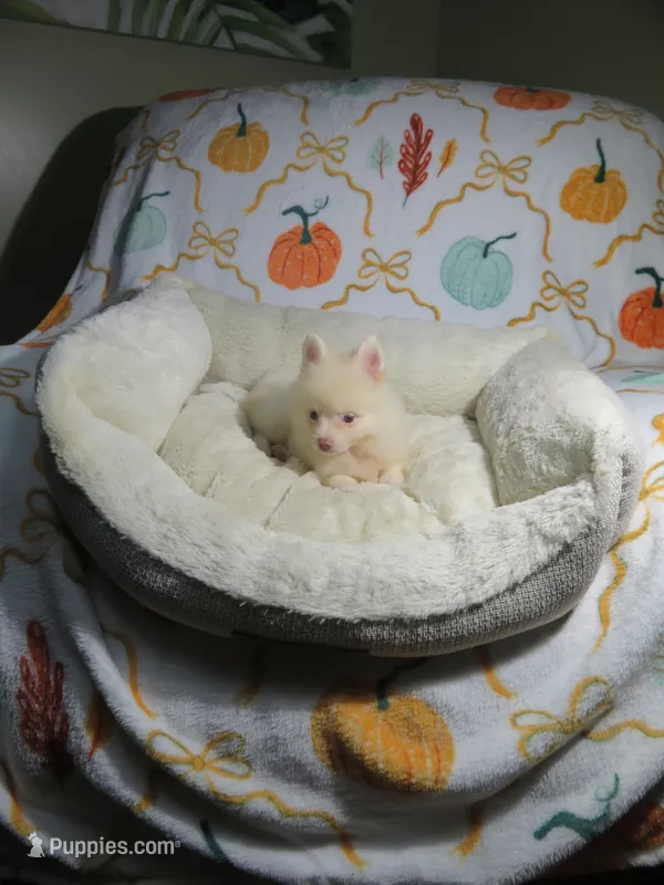 Pomeranian Puppy – Pomeranian puppy for sale in Cookeville, TN