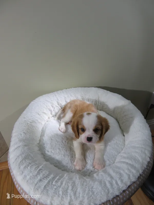 Cavalier King Charles Spaniel  Puppy – Cavalier King Charles Spaniel puppy for sale in Cookeville, TN