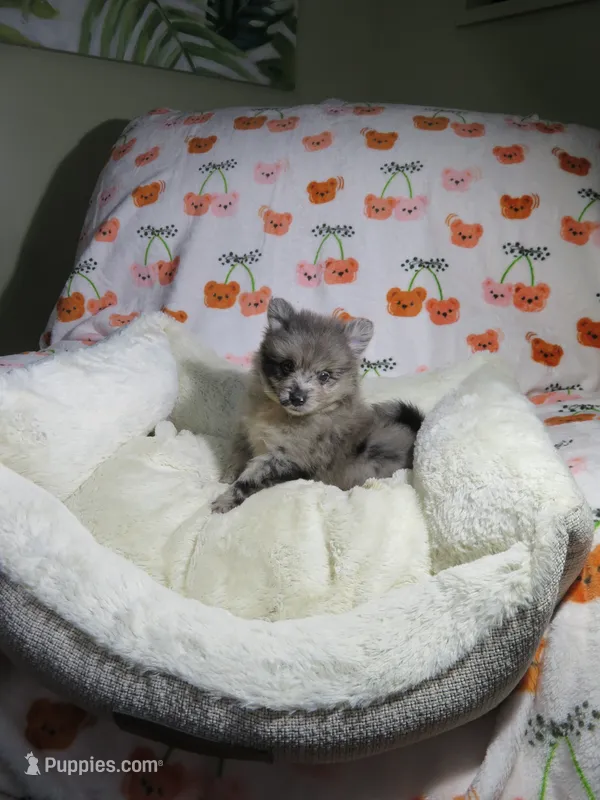 Pomeranian Puppy – Pomeranian puppy for sale in Cookeville, TN
