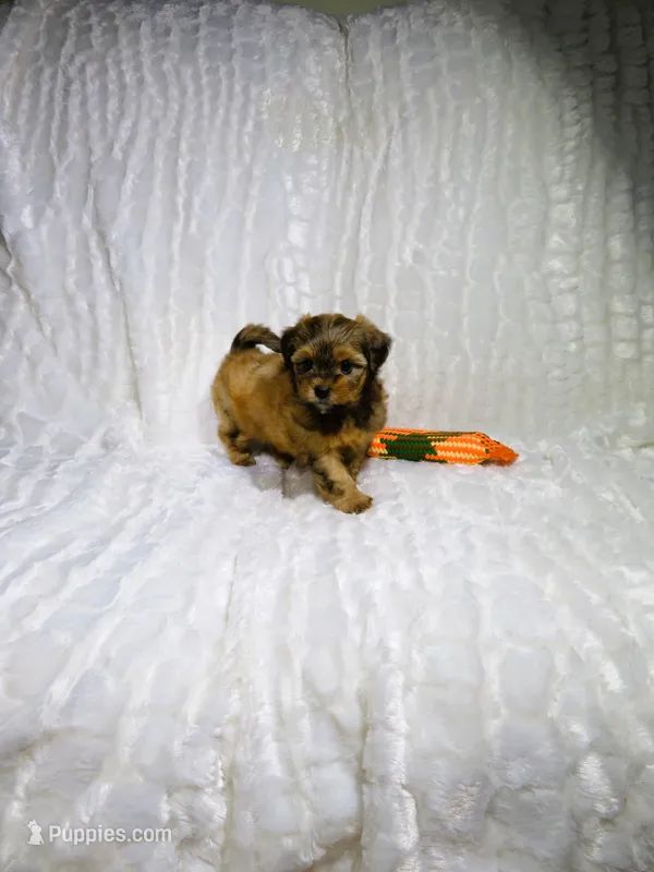 Shorkie Puppy – Shorkie puppy for sale in Cookeville, TN