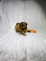 Shorkie Puppy, a female Shorkie for sale in Cookeville, TN – 1 of 1
