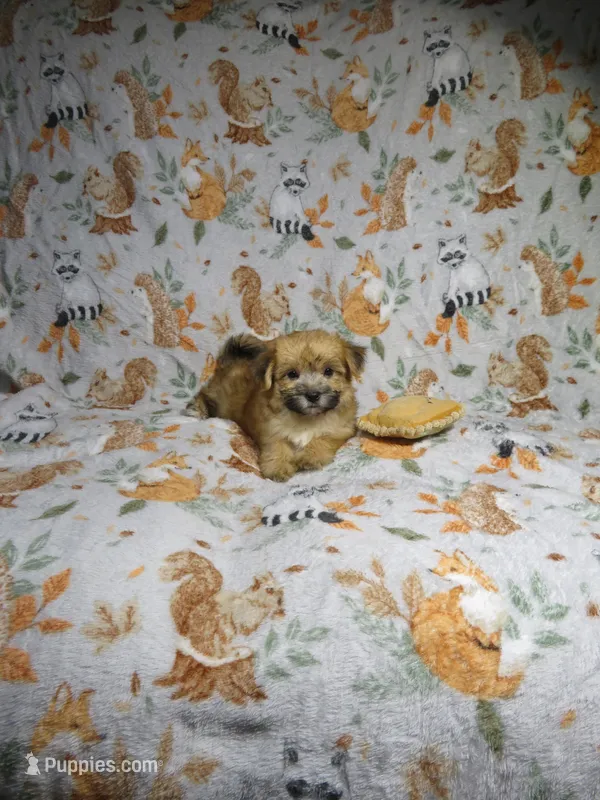 Morkie Puppy – Morkie puppy for sale in Cookeville, TN