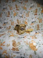 Morkie Puppy, a female Morkie for sale in Cookeville, TN – 1 of 1