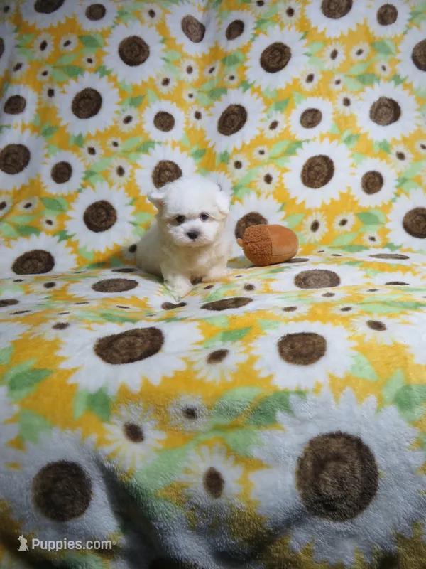 Male Maltese  Puppy – Maltese puppy for sale in Cookeville, TN