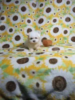 Male Maltese  Puppy, a female Maltese for sale in Cookeville, TN – 1 of 1