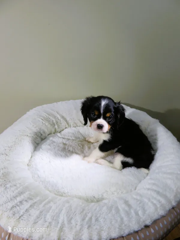 Cavalier King Charles Spaniel  Puppy – Cavalier King Charles Spaniel puppy for sale in Cookeville, TN