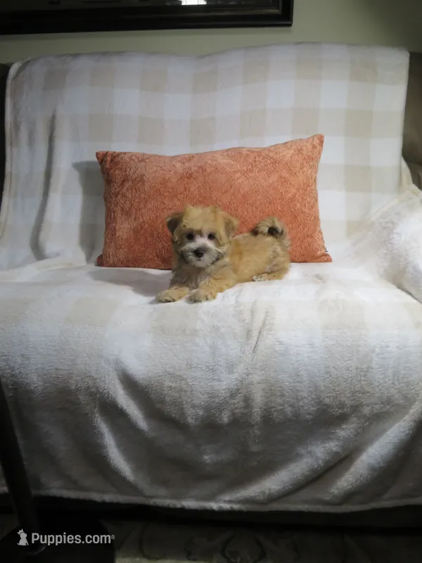 Male Morkie Puppy – Morkie puppy for sale in Cookeville, TN