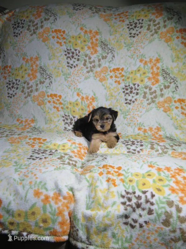 Female Yorkie Puppy – Yorkshire Terrier puppy for sale in Cookeville, TN