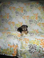 Female Yorkie Puppy, a female Yorkshire Terrier for sale in Cookeville, TN – 1 of 1