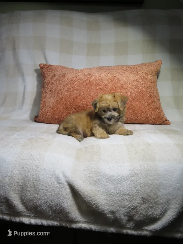 Male Morkie Puppy – Yorkshire Terrier puppy for sale in Cookeville, TN