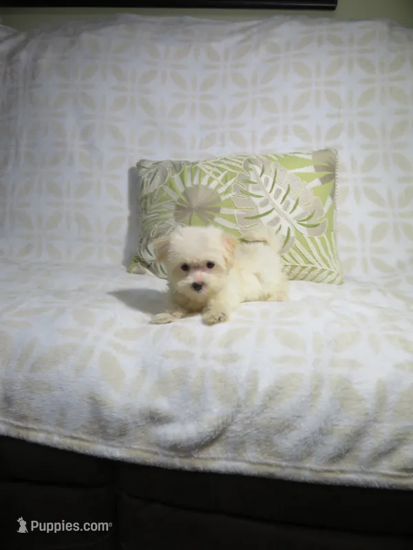 Morkie Puppy – Morkie puppy for sale in Cookeville, TN
