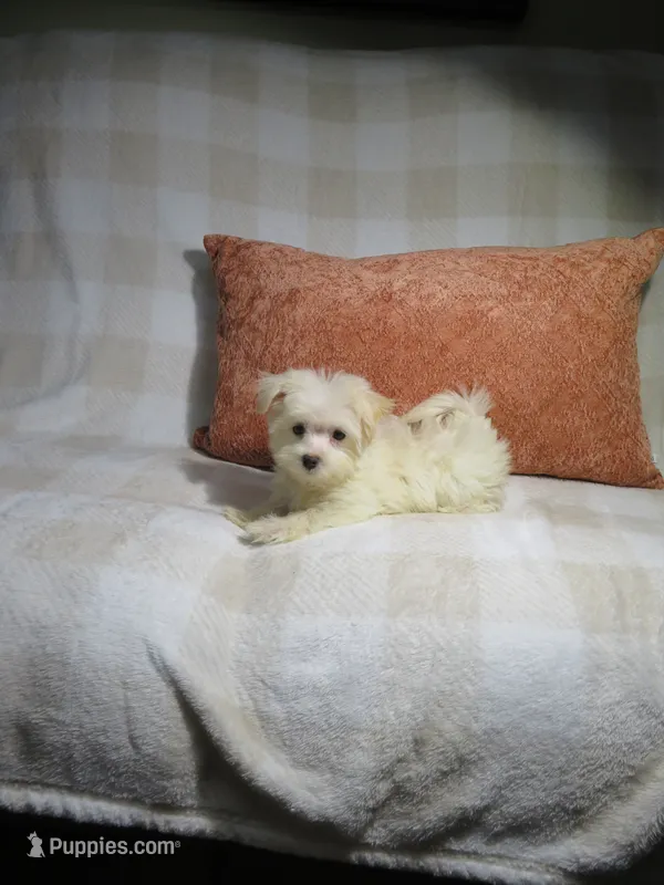Morkie Puppy – Morkie puppy for sale in Cookeville, TN