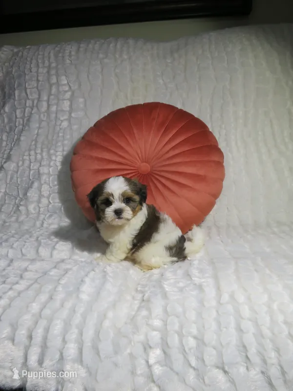 Male Shorkie Puppy – Shorkie puppy for sale in Cookeville, TN