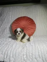 Male Shorkie Puppy, a male Shorkie for sale in Cookeville, TN – 1 of 1