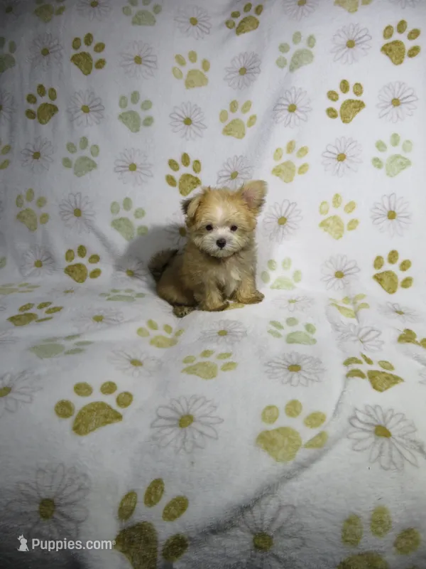 Morkie Puppy – Morkie puppy for sale in Cookeville, TN