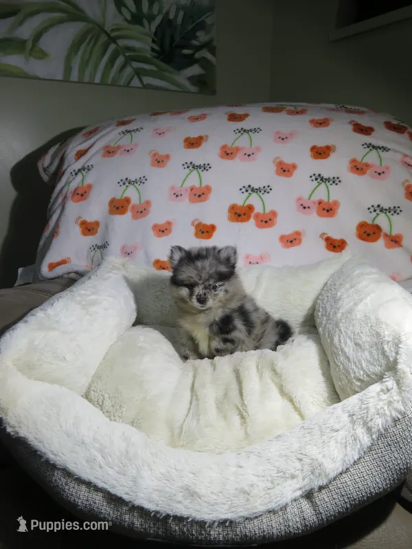 Pomeranian Puppy – Pomeranian puppy for sale in Cookeville, TN