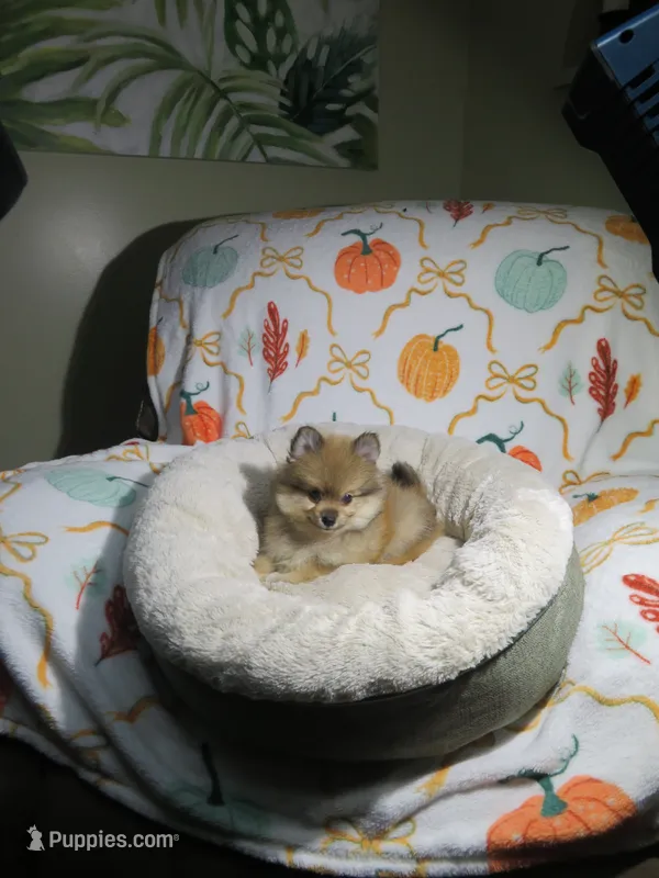 Pomeranian Puppy – Pomeranian puppy for sale in Cookeville, TN