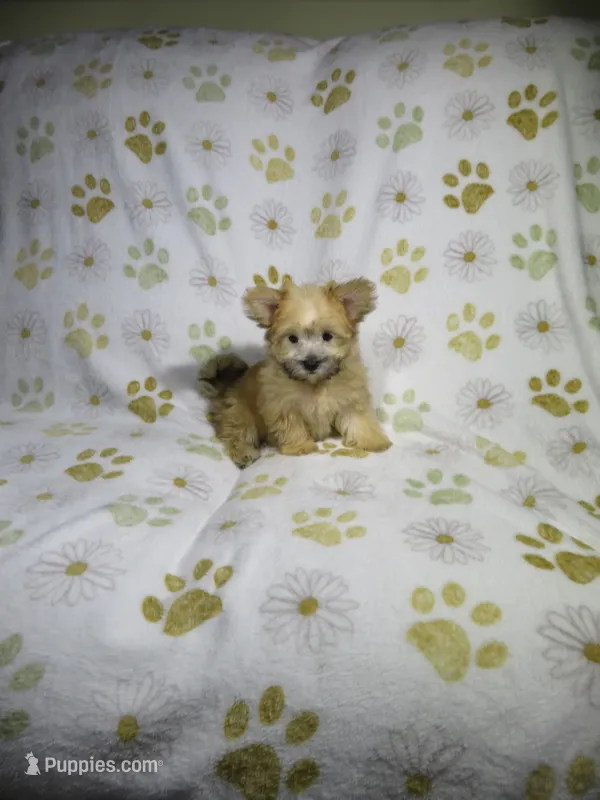 Morkie Puppy – Morkie puppy for sale in Cookeville, TN