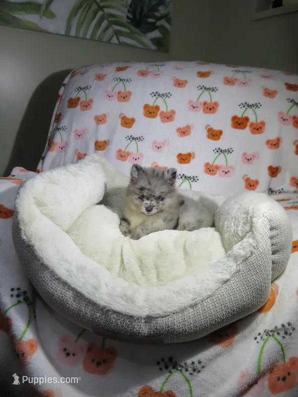 Pomeranian Puppy – Pomeranian puppy for sale in Cookeville, TN