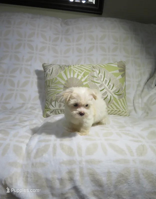 Morkie Puppy – Morkie puppy for sale in Cookeville, TN