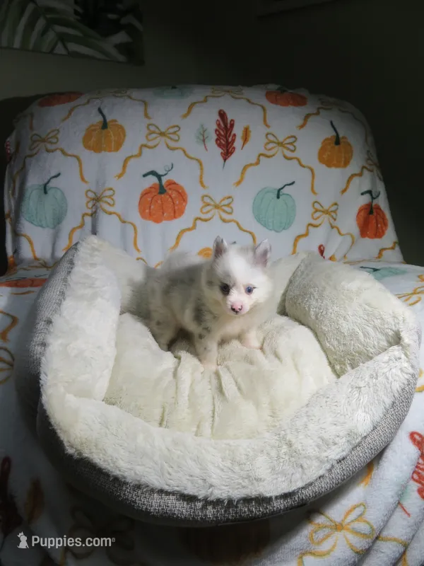 Pomeranian Puppy – Pomeranian puppy for sale in Cookeville, TN