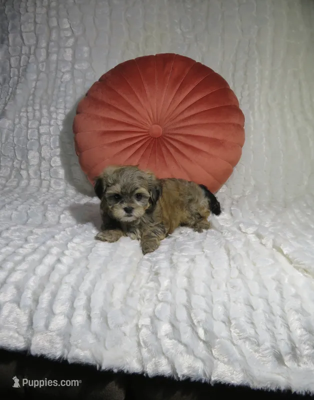 Male Shorkie Puppy – Shorkie puppy for sale in Cookeville, TN