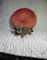 Male Shorkie Puppy, a female Shorkie for sale in Cookeville, TN – 1 of 1