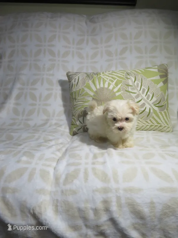 Morkie Puppy – Morkie puppy for sale in Cookeville, TN