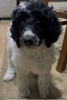 Blue(no name), a female Poodle - Standard  for sale in Corydon, IN – Photo 2 of 3