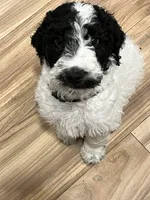 Black (no name), a male Poodle - Standard  for sale in Corydon, IN – Photo 3 of 4
