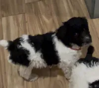 Red(no name), a male Poodle - Standard  for sale in Corydon, IN – Photo 3 of 3