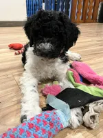 Red(no name), a male Poodle - Standard  for sale in Corydon, IN – Photo 1 of 3