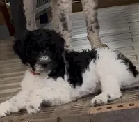 Red(no name), a male Poodle - Standard  for sale in Corydon, IN – Photo 2 of 3