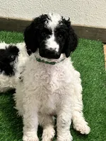 Green(no name ), a male Poodle - Standard  for sale in Corydon, IN – Photo 3 of 3