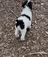 Green(no name ), a male Poodle - Standard  for sale in Corydon, IN – Photo 2 of 3