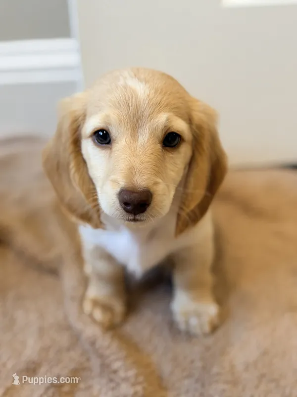 Banjo – Miniature Dachshund puppy for sale in Vidor, TX