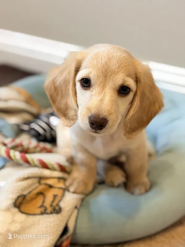 Cash – Miniature Dachshund puppy for sale in Vidor, TX