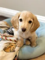 Cash, a male Miniature Dachshund for sale in Vidor, TX – 1 of 4