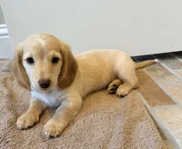 Banjo, a male Miniature Dachshund for sale in Vidor, TX – 2 of 4