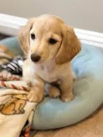 Cash, a male Miniature Dachshund for sale in Vidor, TX – 2 of 4
