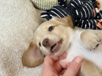 Banjo, a male Miniature Dachshund for sale in Vidor, TX – 4 of 4