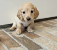 Cash, a male Miniature Dachshund for sale in Vidor, TX – 3 of 4